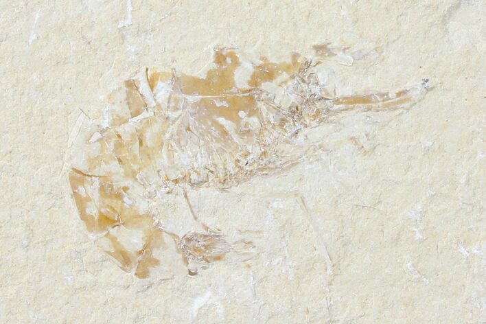 Cretaceous Fossil Shrimp - Lebanon #123877